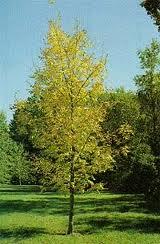 nigra fraxinus ash tree shape forest boreal