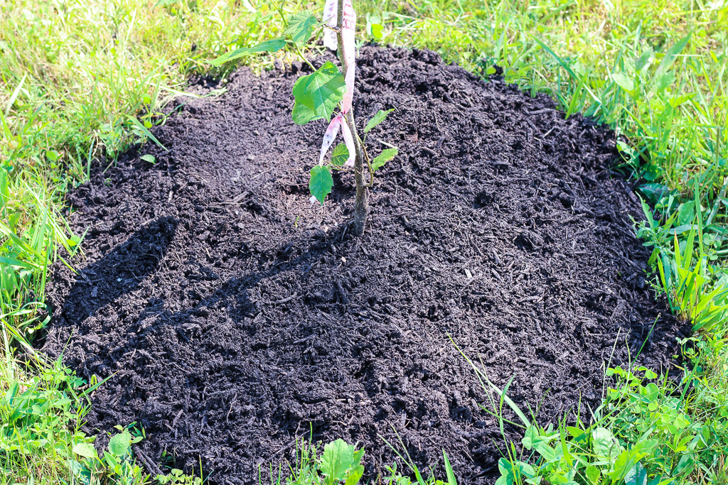 freshly planted tree