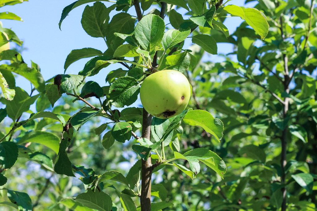 plum tree video